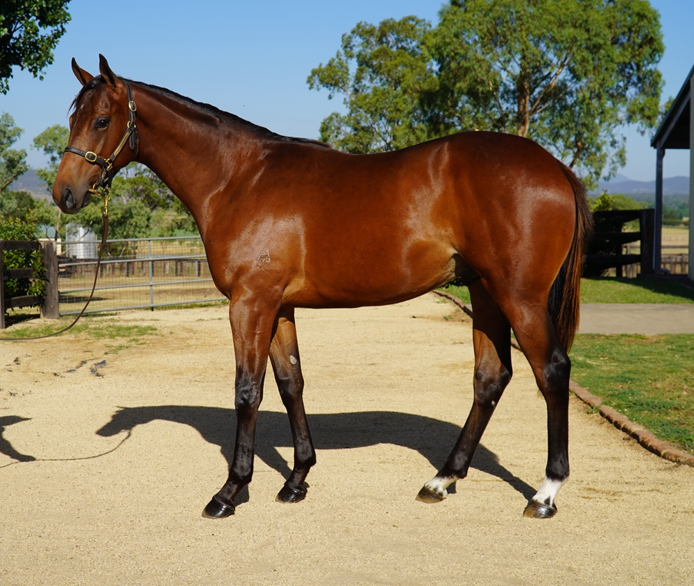 Farnan (AUS) / My Adeline (AUS) 2024 Colt - Image 1