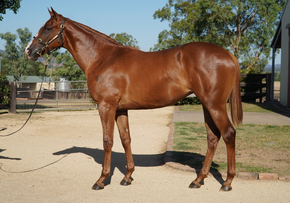 Written By (AUS) / Palace Show (AUS) 2024 Filly - Image 1