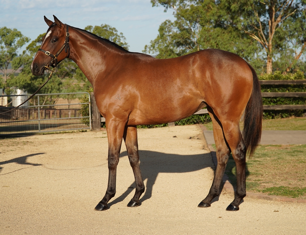 Brave Smash (JPN) / Racy Ava (AUS) 2024 Filly - Image 1