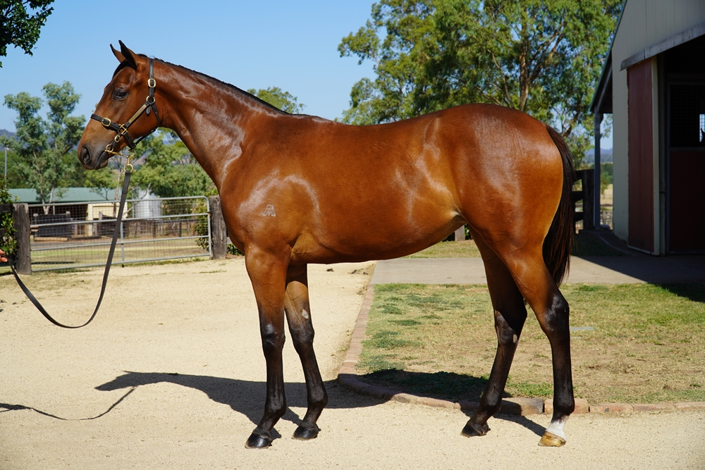 Bivouac (AUS) / Stellara (AUS) 2024 Filly - Image 1