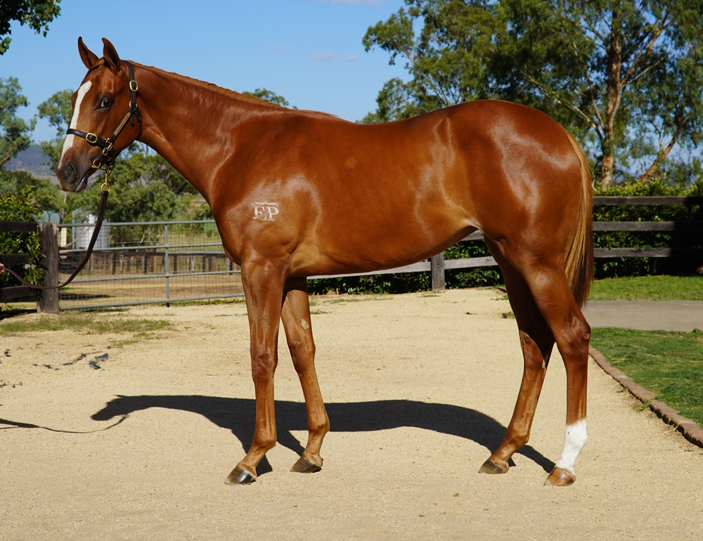 Ghaiyyath (IRE) / Tahuna (AUS) 2024 Filly - Image 1