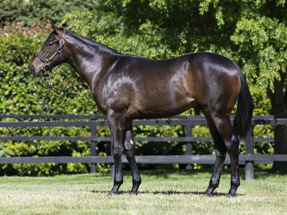 Anamoe (AUS) / Libre a Vous (FR) 2024 Colt - Image 1