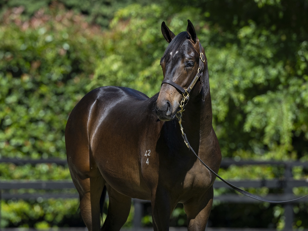 Anamoe (AUS) / Libre a Vous (FR) 2024 Colt - Image 2