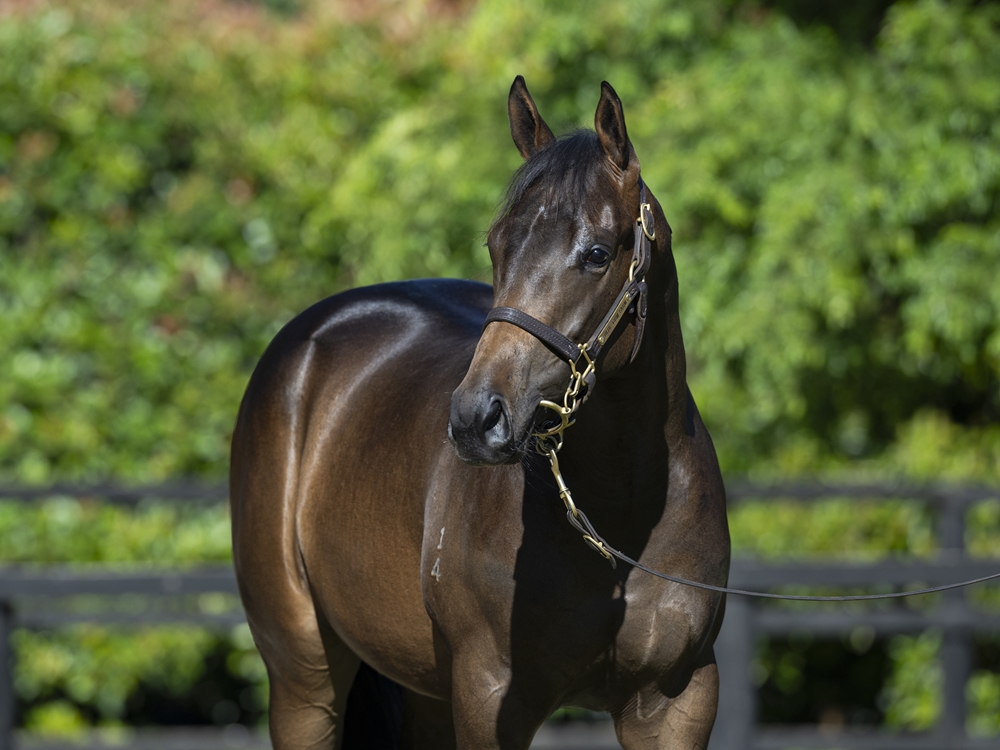 Too Darn Hot (GB) / Vain Queen (AUS) 2024 Filly - Image 1