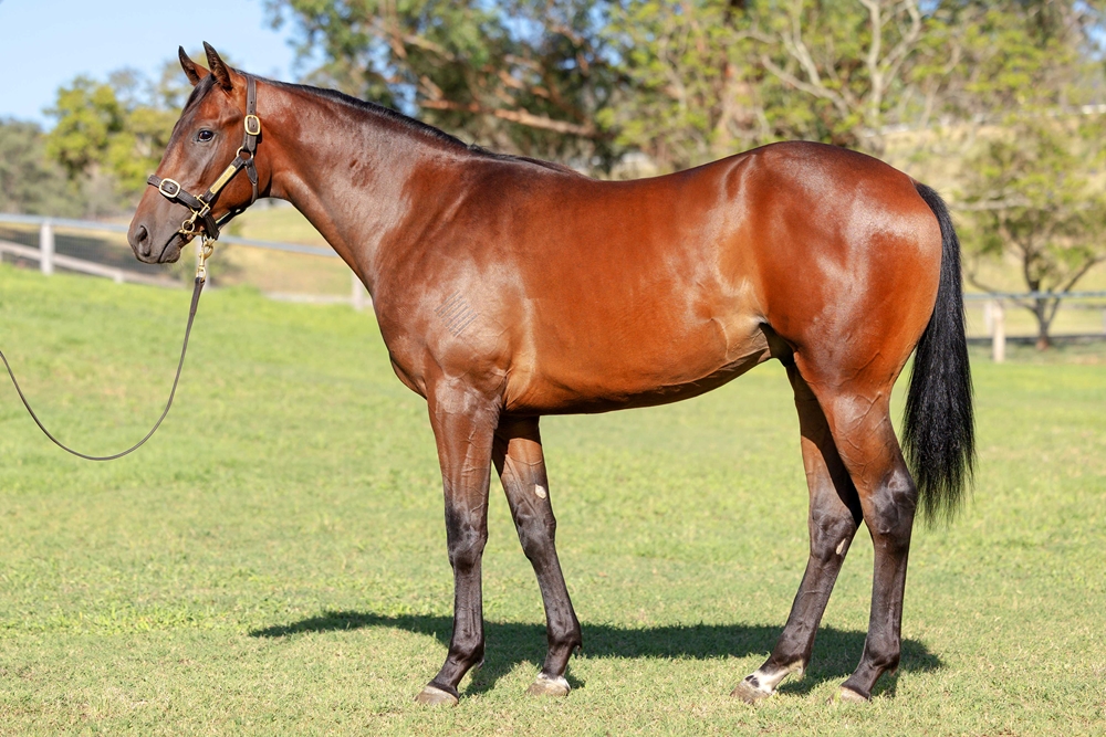 So You Think (NZ) / Zenon (AUS) 2024 Colt - Image 1