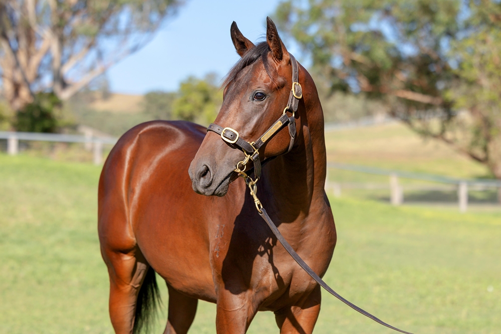 So You Think (NZ) / Zenon (AUS) 2024 Colt - Image 2