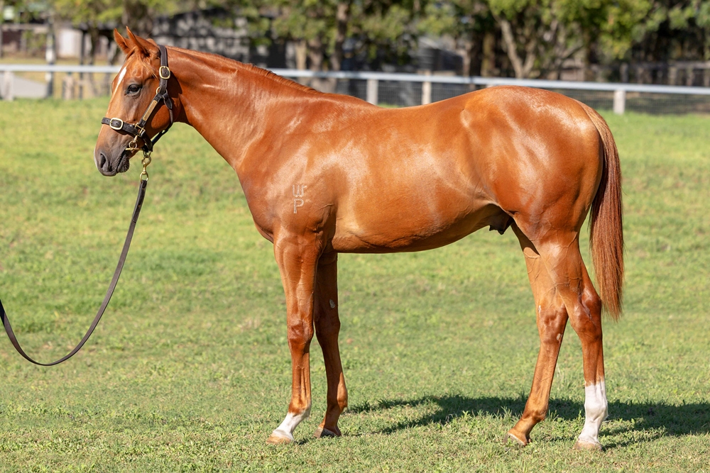 Harry Angel (IRE) / Brooke's Edge (AUS) 2024 Colt - Image 1
