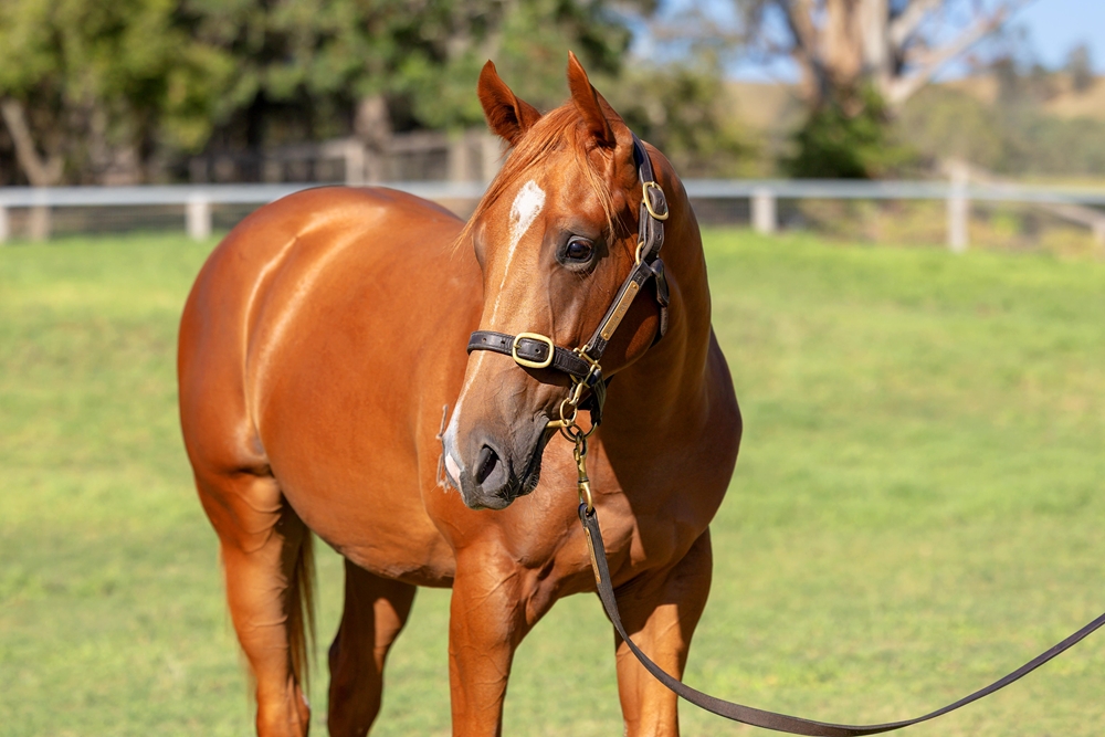 Harry Angel (IRE) / Brooke's Edge (AUS) 2024 Colt - Image 2