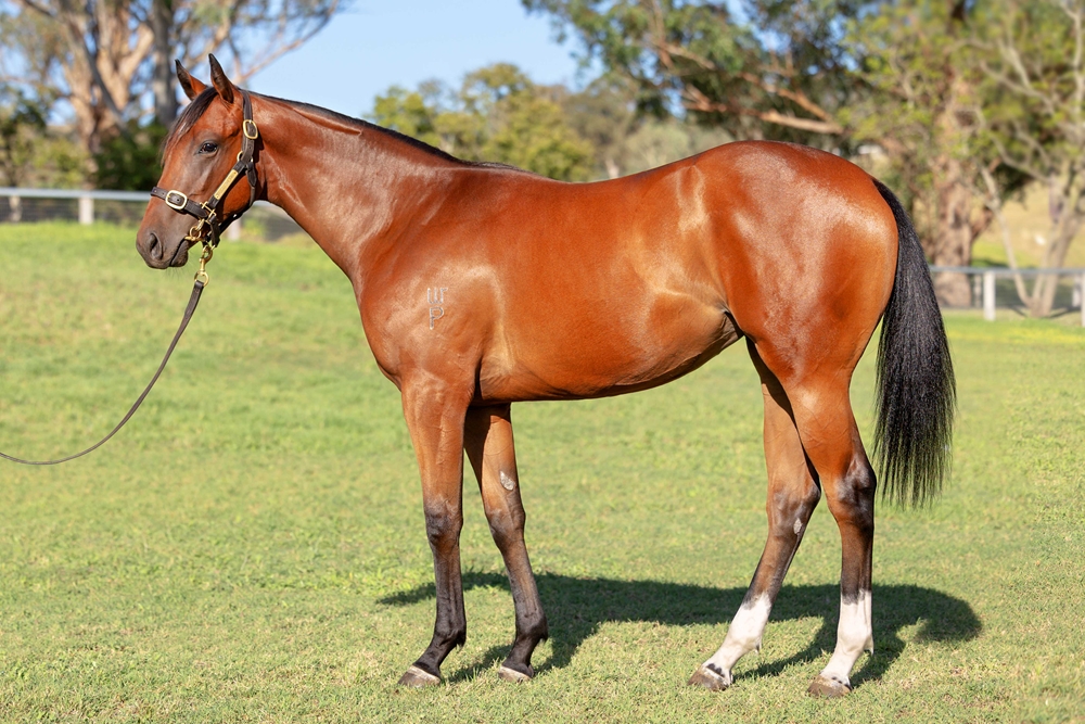 Capitalist (AUS) / Correlate (AUS) 2024 Filly - Image 1