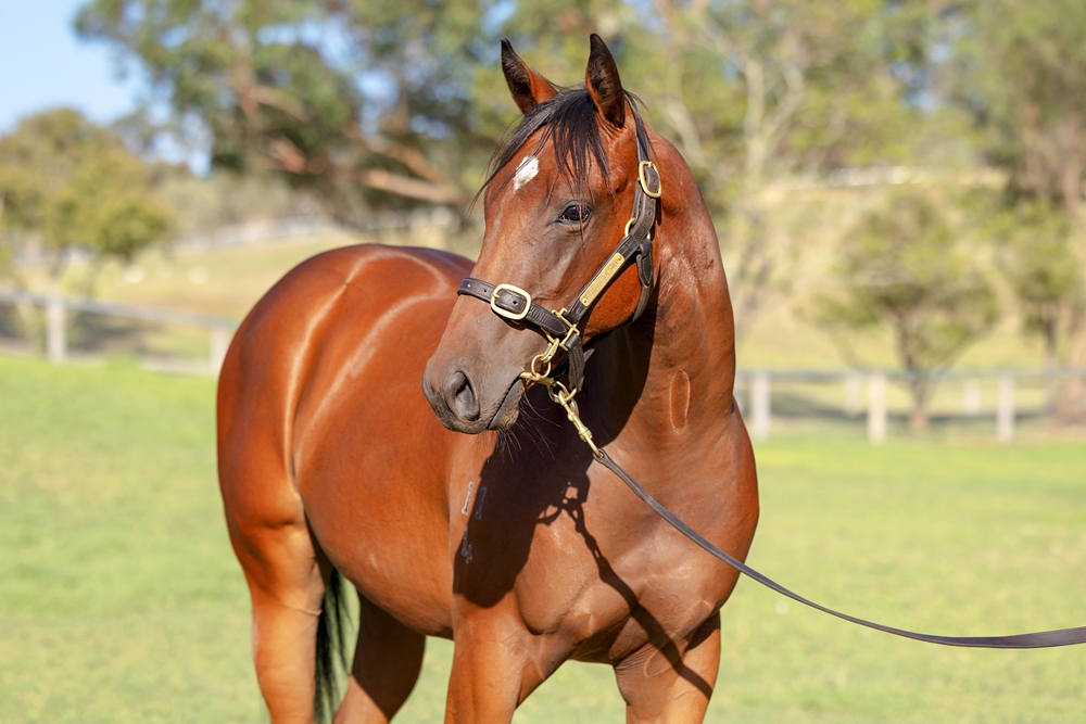 Capitalist (AUS) / Correlate (AUS) 2024 Filly - Image 2
