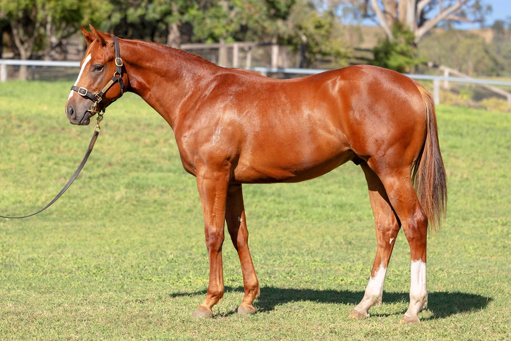 Capitalist (AUS) / Happy Event (AUS) 2024 Colt - Image 1