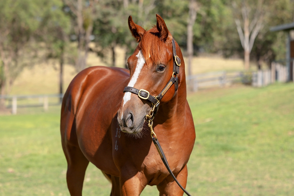 Capitalist (AUS) / Happy Event (AUS) 2024 Colt - Image 2