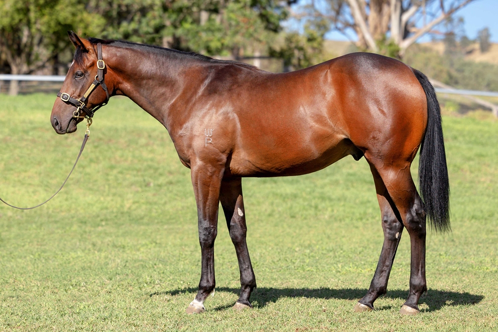 Spirit of Boom (AUS) / Warrior Woman (AUS) 2024 Colt - Image 1