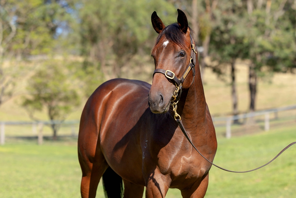 Spirit of Boom (AUS) / Warrior Woman (AUS) 2024 Colt - Image 2