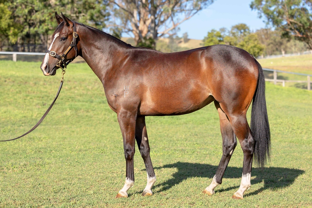 Better Than Ready (AUS) / Celtic Belle (AUS) 2024 Filly - Image 1