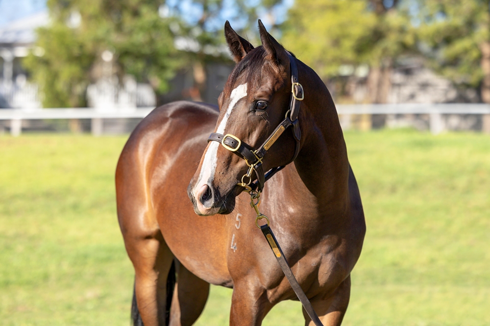 Better Than Ready (AUS) / Celtic Belle (AUS) 2024 Filly - Image 2