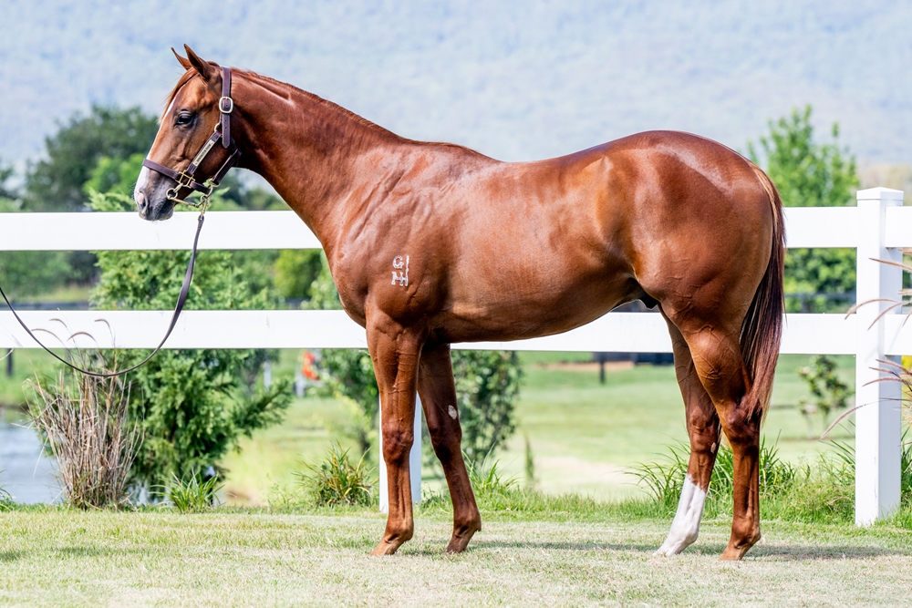 Best of Bordeaux (AUS) / Reliable Lady (NZ) 2024 Colt - Image 1