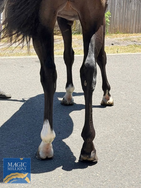 WhatsApp Image 2025-12-30 at 13.17.07 (1).jpg - Image 3