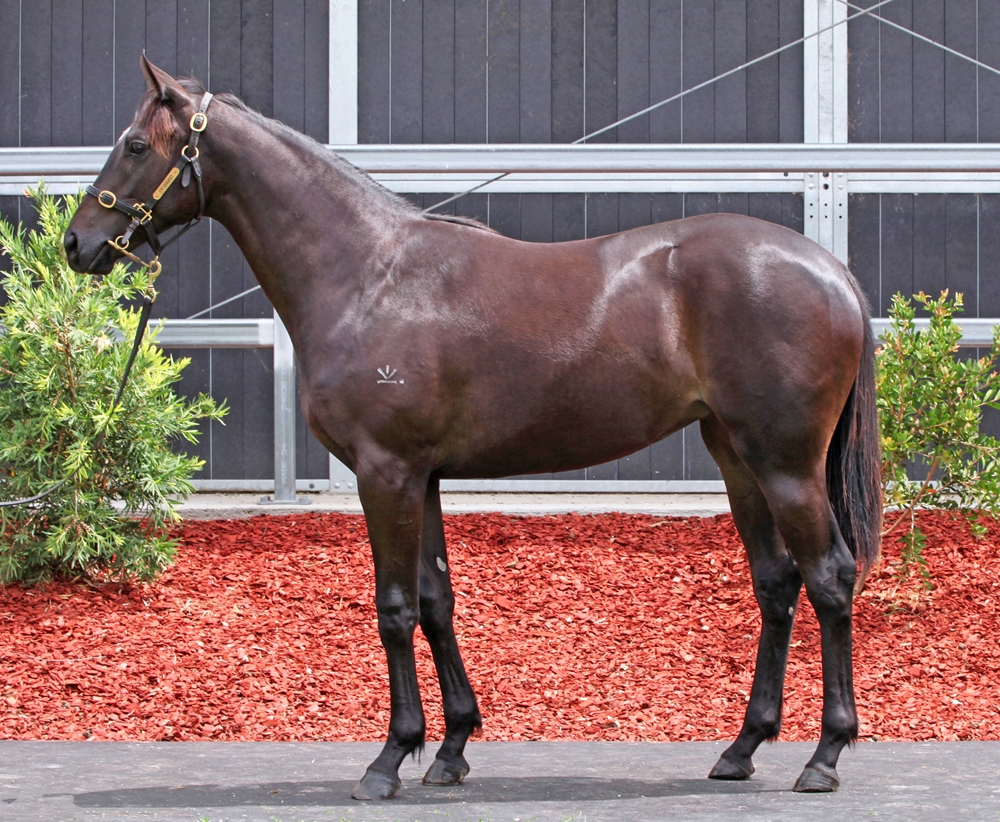 Better Than Ready (AUS) / Big Time Girl (AUS) 2024 Filly - Image 1