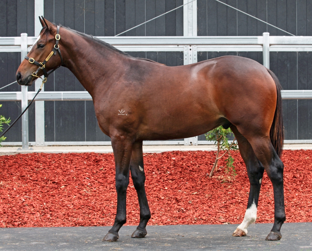 Better Than Ready (AUS) / Olympia Rose (AUS) 2024 Colt - Image 1
