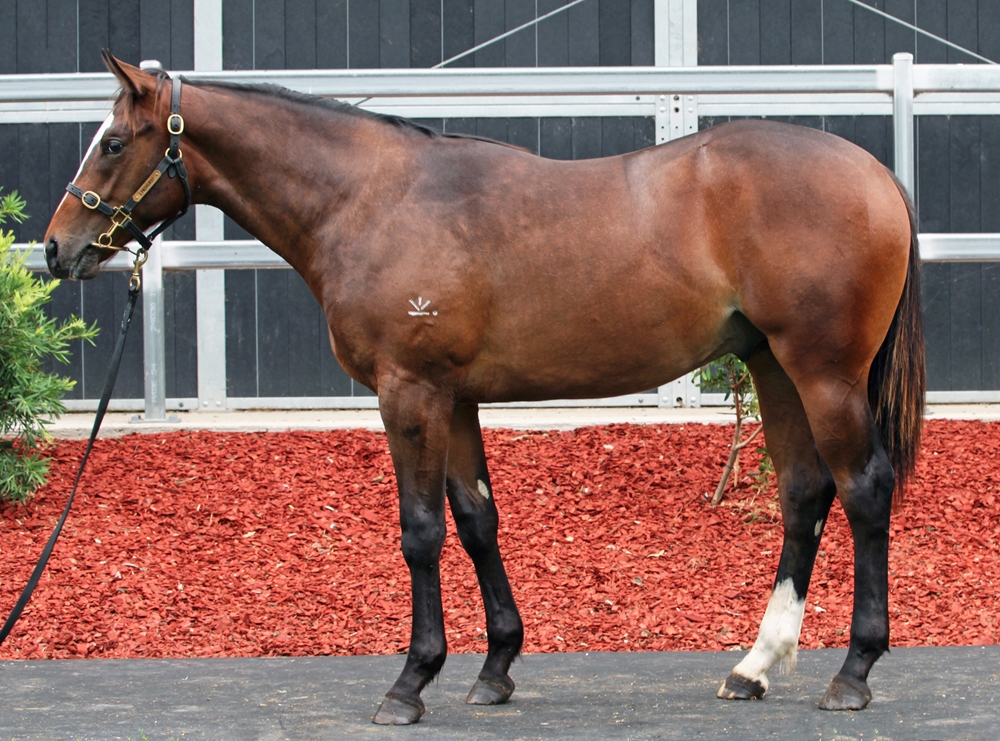 Better Than Ready (AUS) / Rockette Rocket (AUS) 2024 Colt - Image 1