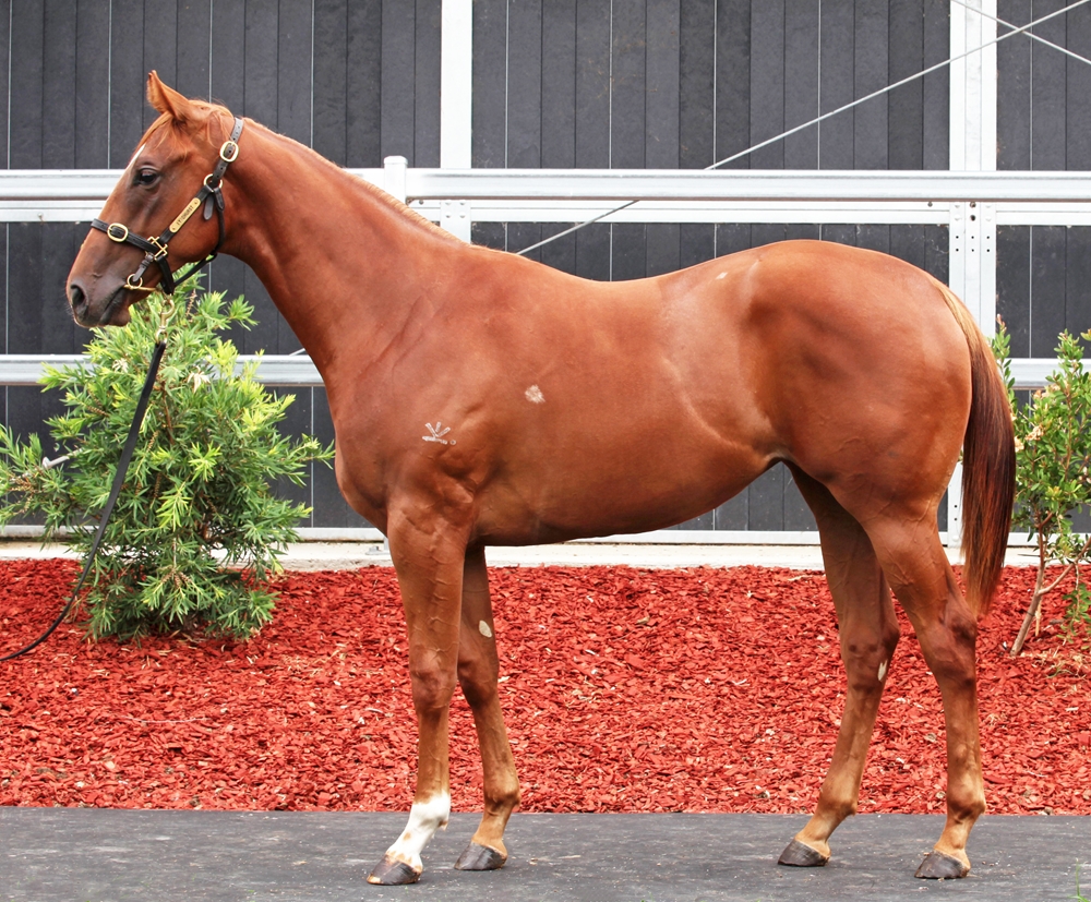 Nicconi (AUS) / Scorched (AUS) 2024 Filly - Image 1