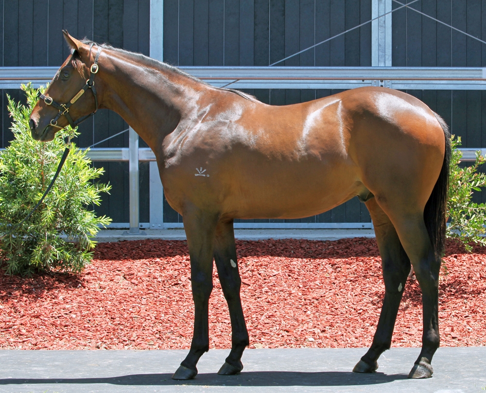 Kobayashi (AUS) / Hello Sweetpea (AUS) 2024 Colt - Image 1