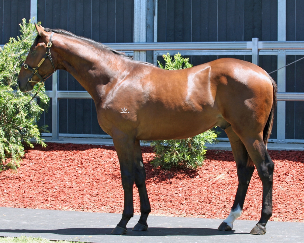 Barbaric (AUS) / Hidden Sequel (AUS) 2024 Colt - Image 1