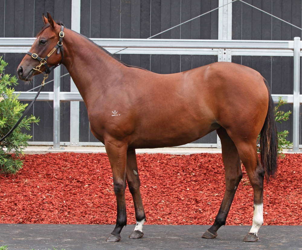 Zousain (AUS) / Martinez (AUS) 2024 Filly - Image 1
