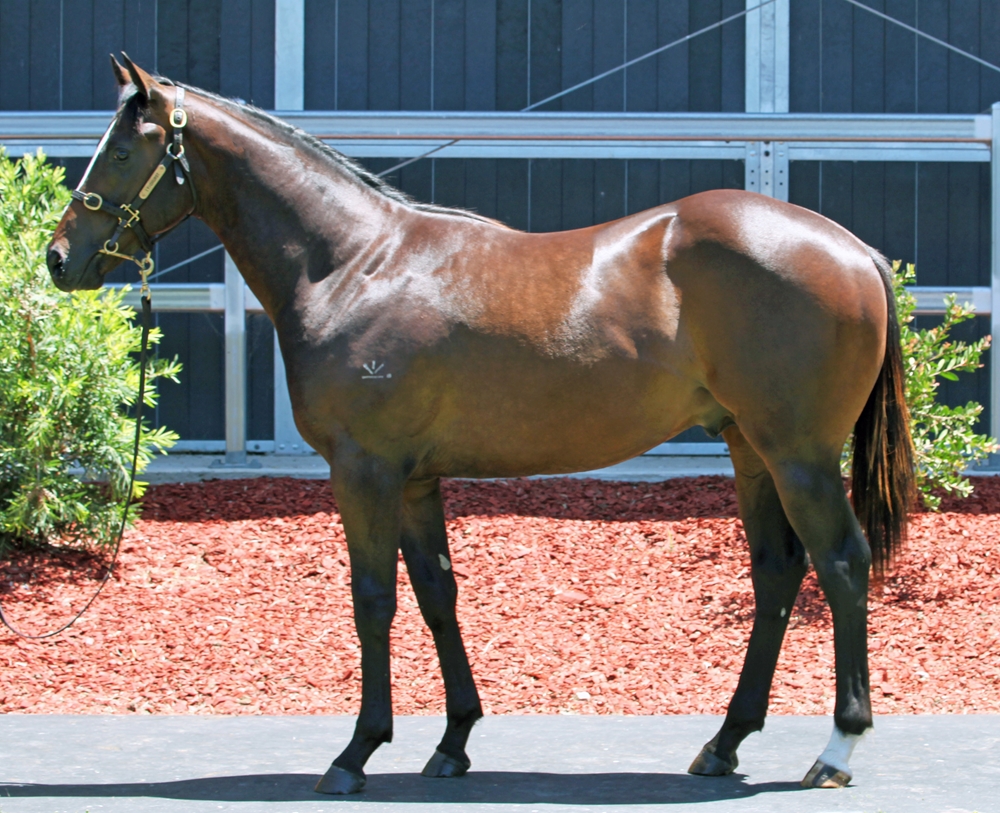 Barbaric (AUS) / Miss Rhapsody (AUS) 2024 Colt - Image 1