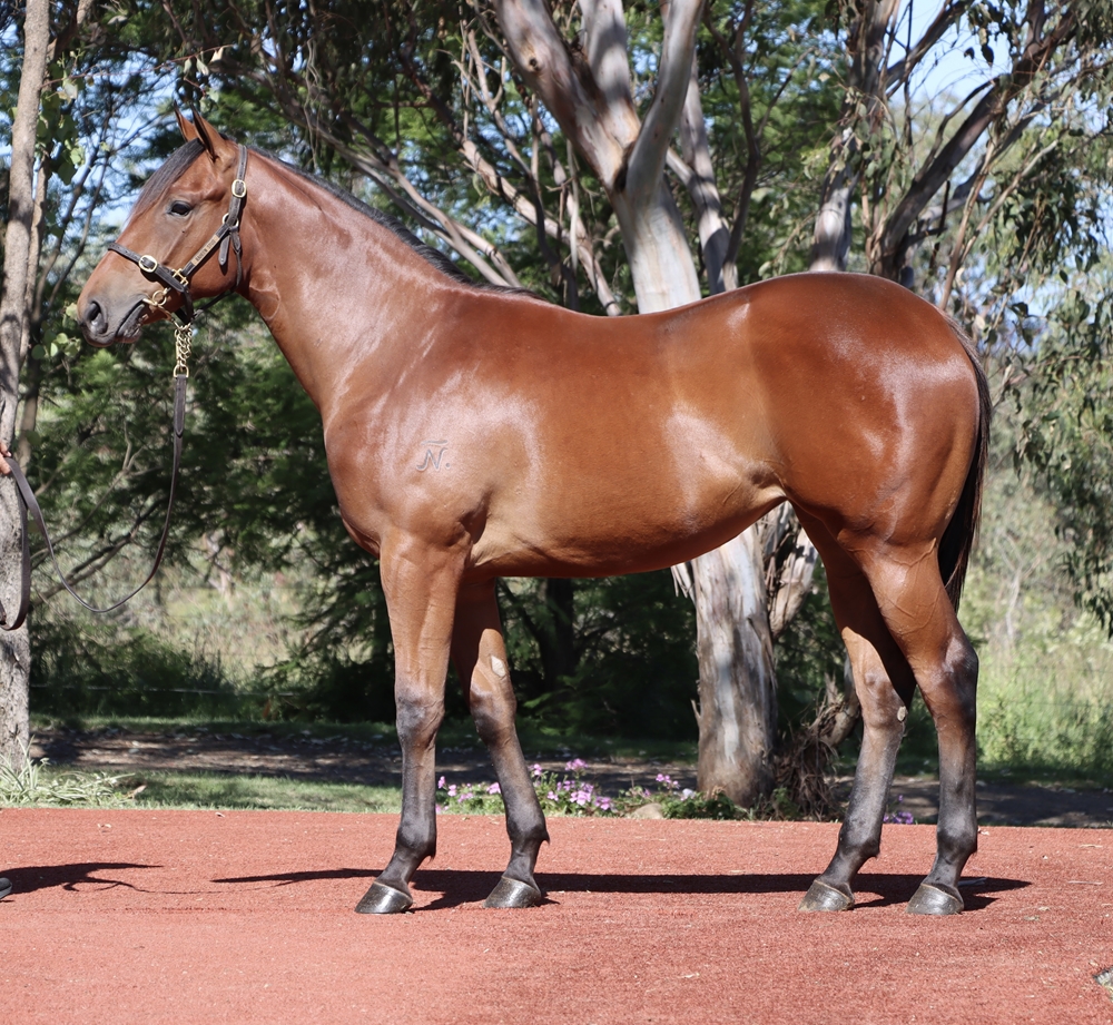 Anamoe (AUS) / Fleet Dove (AUS) 2024 Filly - Image 1