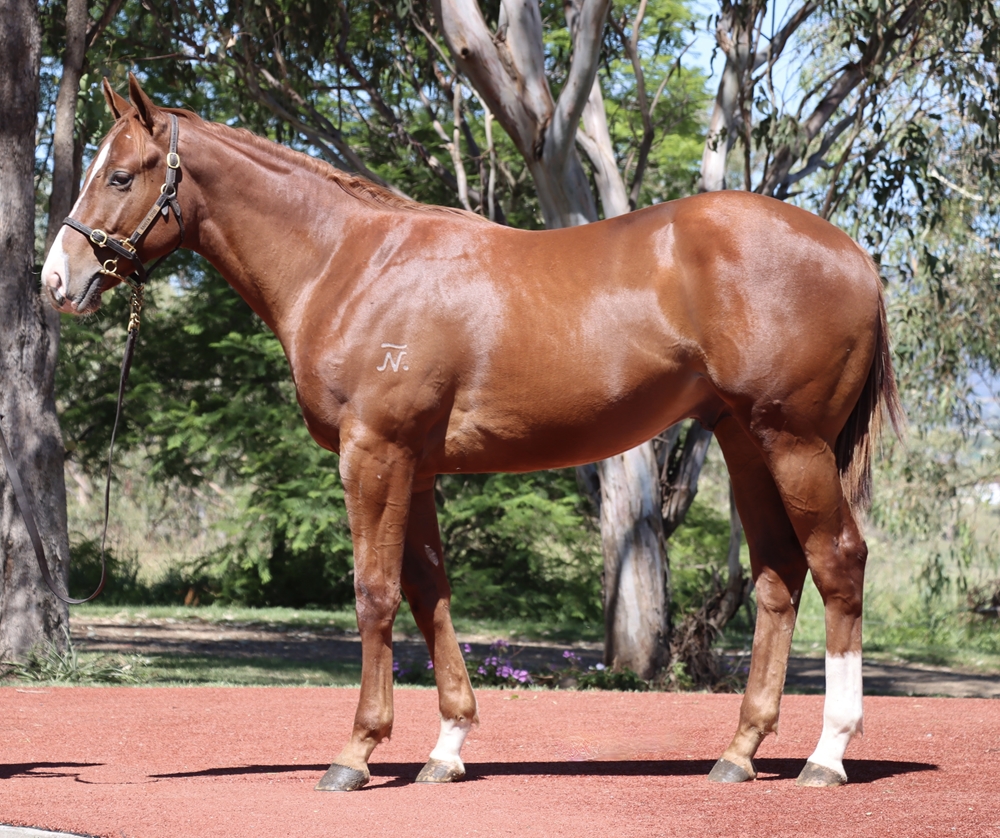 Jacquinot (AUS) / I Remember You (AUS) 2024 Colt - Image 1