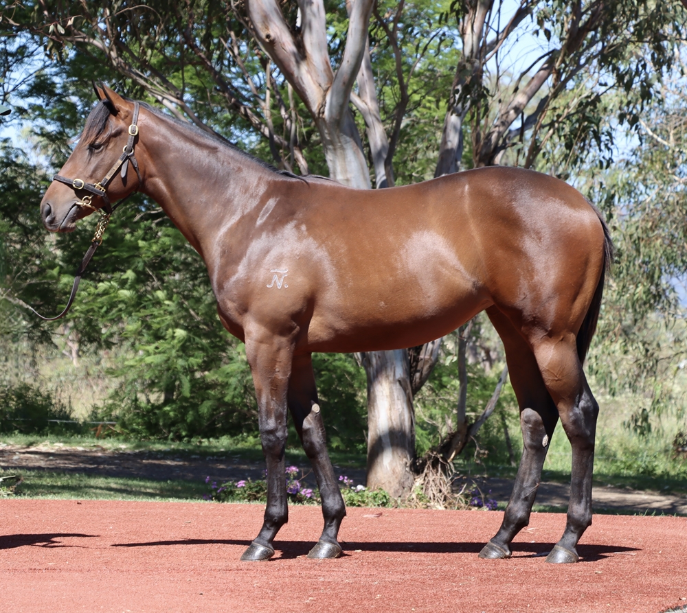Brave Smash (JPN) / Italia Bella (AUS) 2024 Filly - Image 1