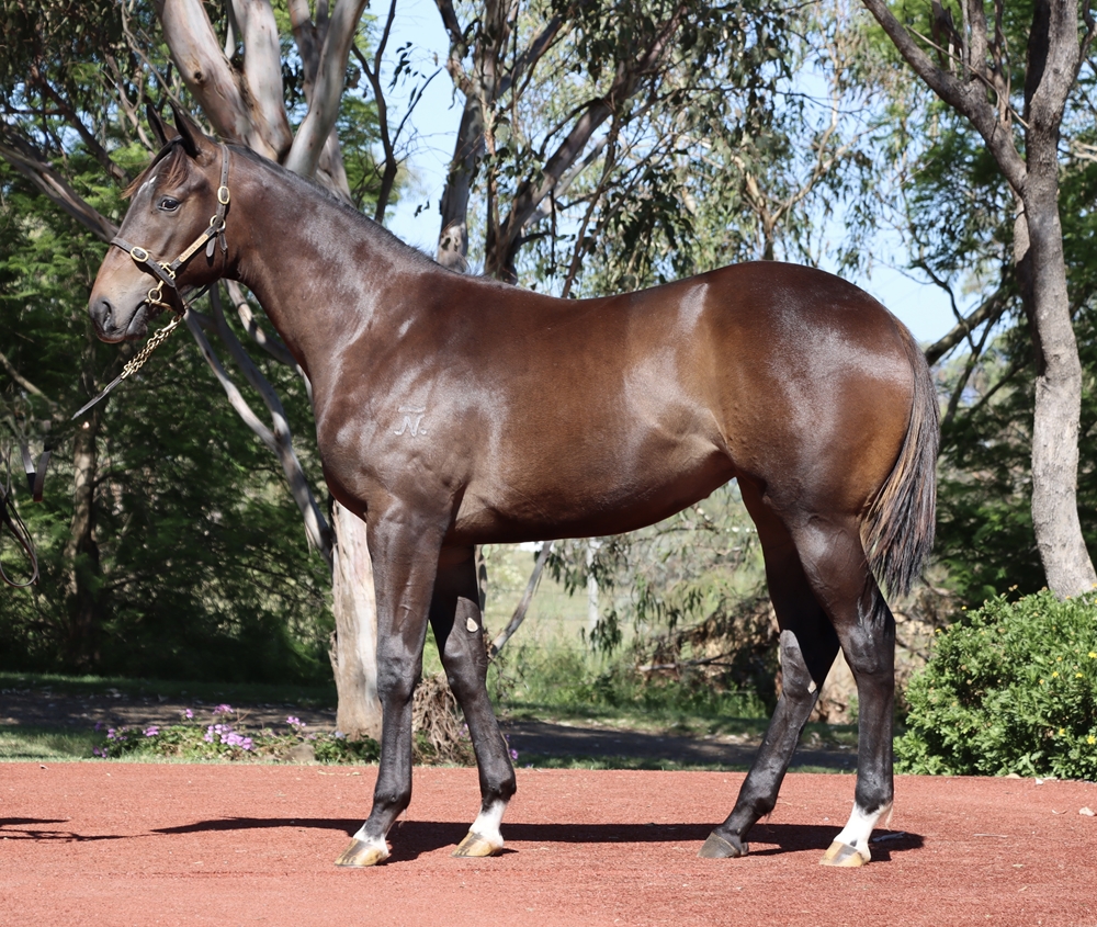 Better Than Ready (AUS) / Meadow (AUS) 2024 Filly - Image 1