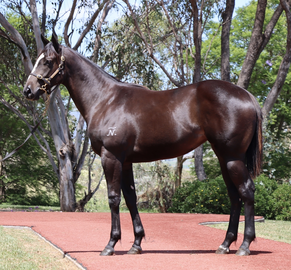 Better Than Ready (AUS) / Aanvoerder (AUS) 2024 Filly - Image 1