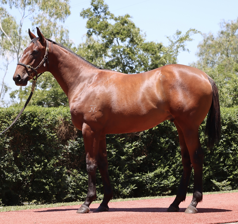 Tiger of Malay (AUS) / Beyonce's Star (AUS) 2024 Colt - Image 1