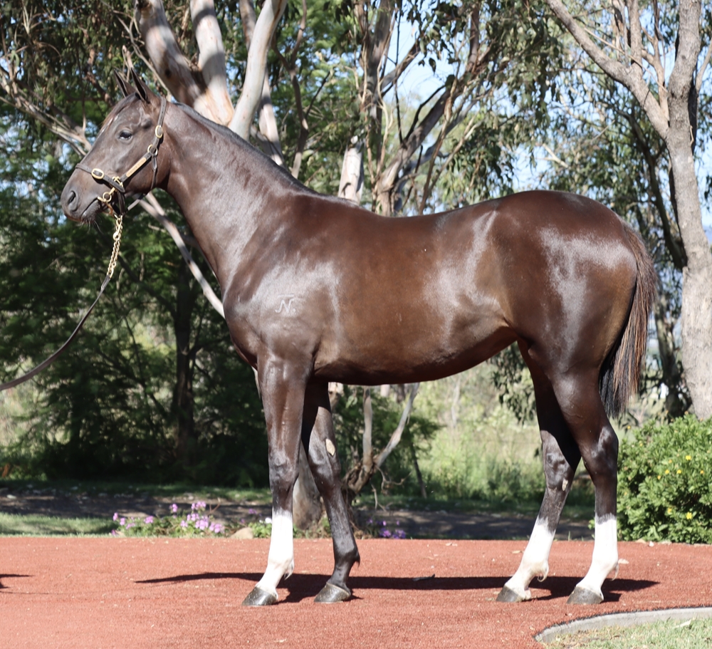 Top Ranked (IRE) / Cecile (AUS) 2024 Filly - Image 1