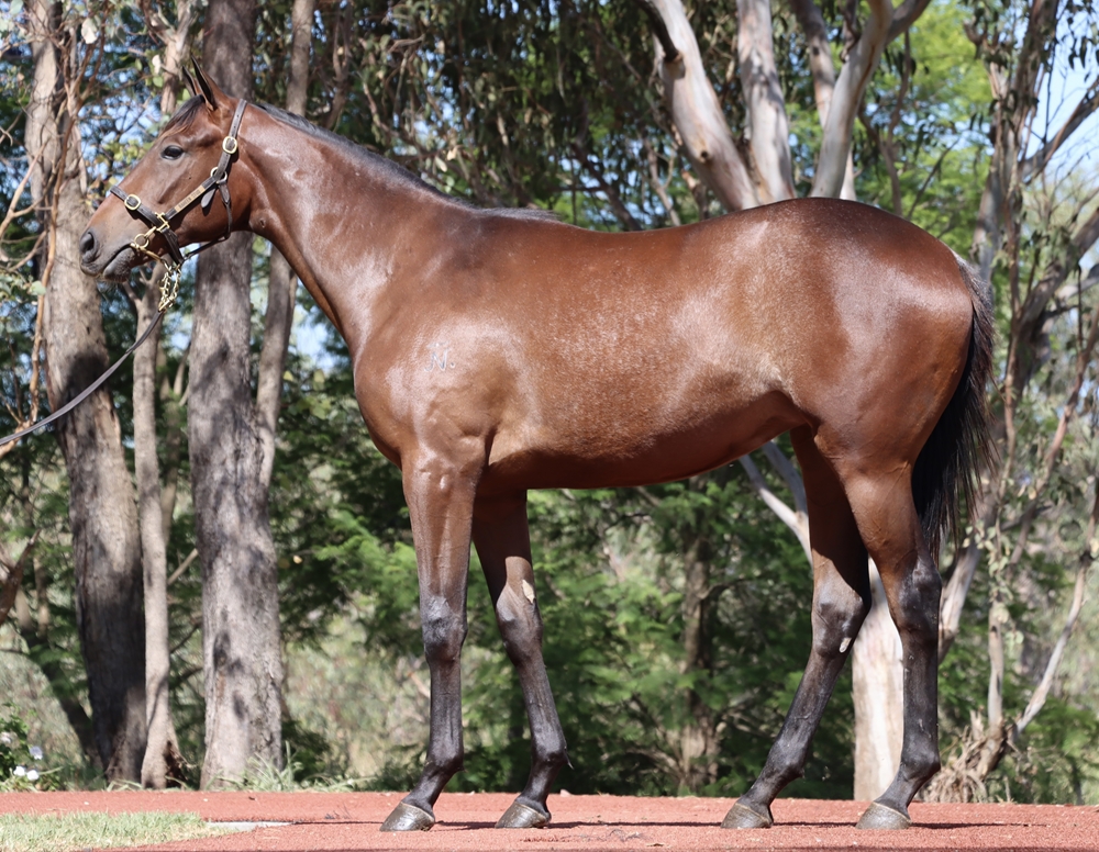 Top Ranked (IRE) / Dotti Dear (AUS) 2024 Filly - Image 1