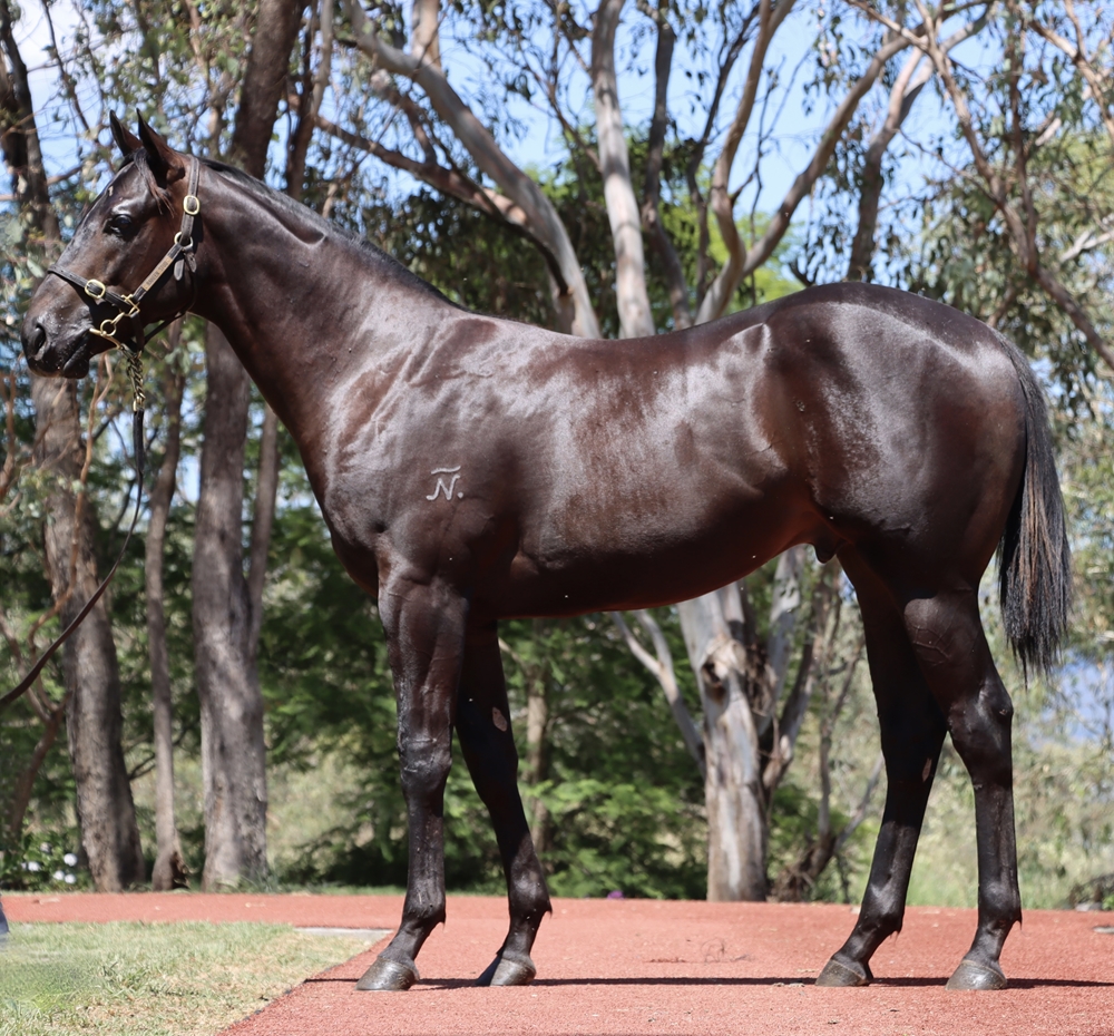 Pierata (AUS) / Germayne Lass (AUS) 2024 Colt - Image 1