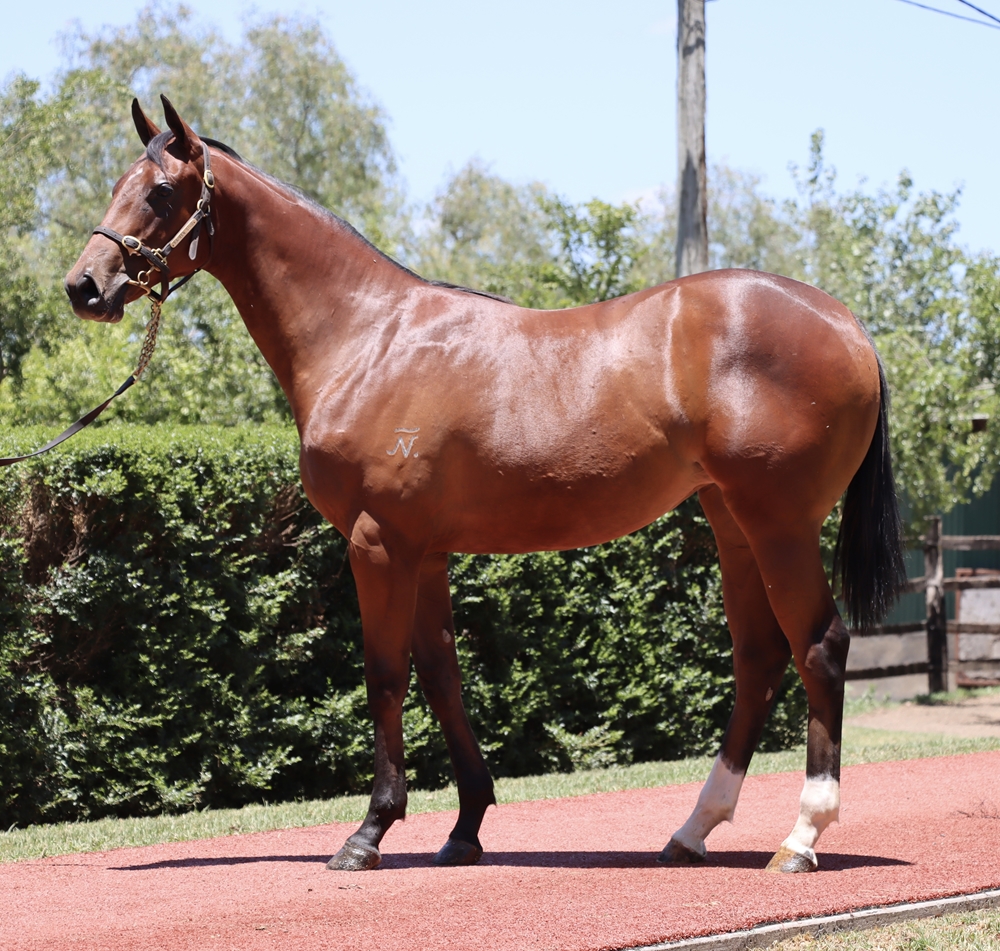 Microphone (AUS) / Glengal (AUS) 2024 Filly - Image 1