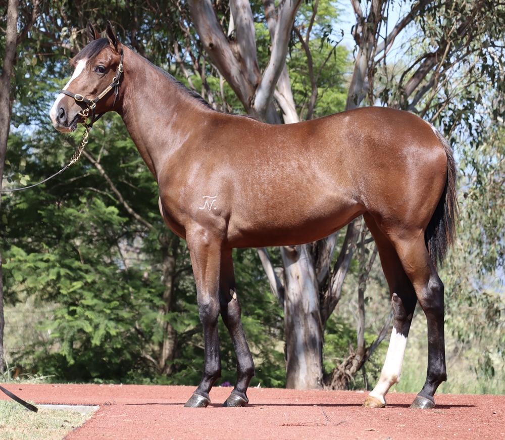 Top Ranked (IRE) / Jolly Rock (AUS) 2024 Filly - Image 1