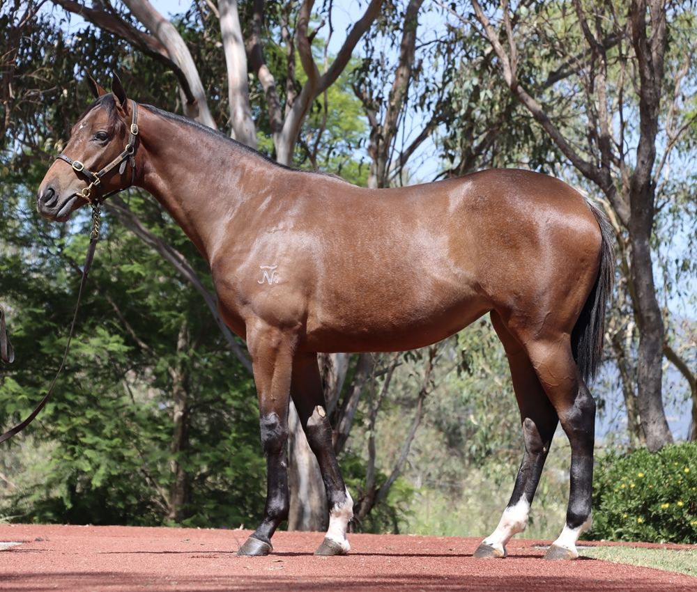 Top Ranked (IRE) / Lassila (AUS) 2024 Filly - Image 1