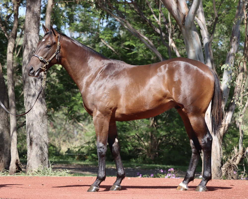 Better Than Ready (AUS) / Miss Cavallo (AUS) 2024 Colt - Image 1