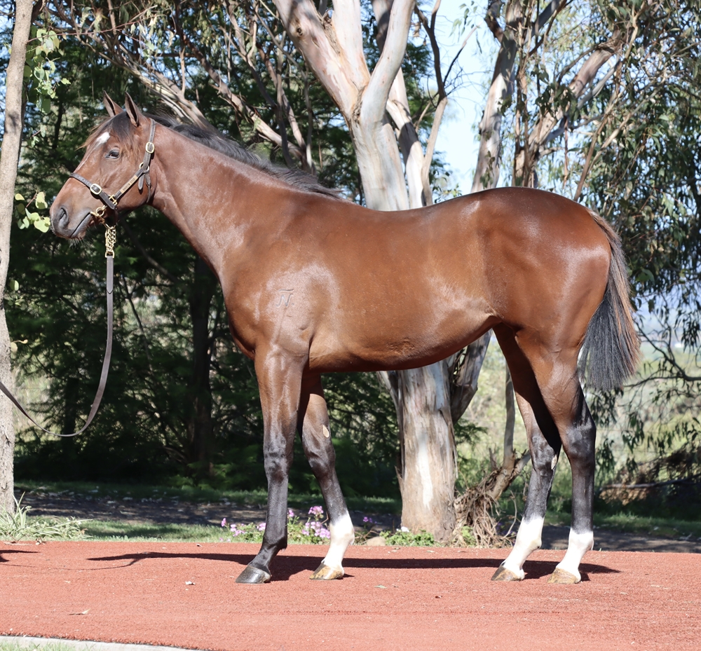 Top Ranked (IRE) / Whiskey Queen (AUS) 2024 Filly - Image 1