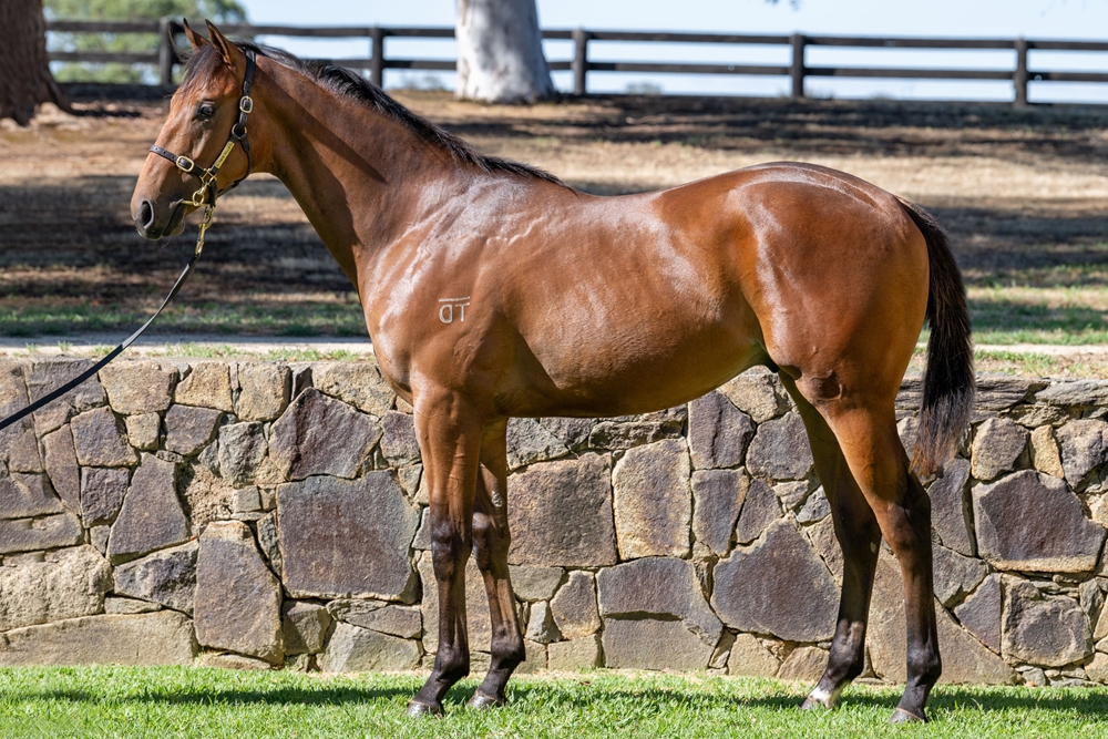 Farnan (AUS) / Zoumagic (AUS) 2024 Colt - Image 1