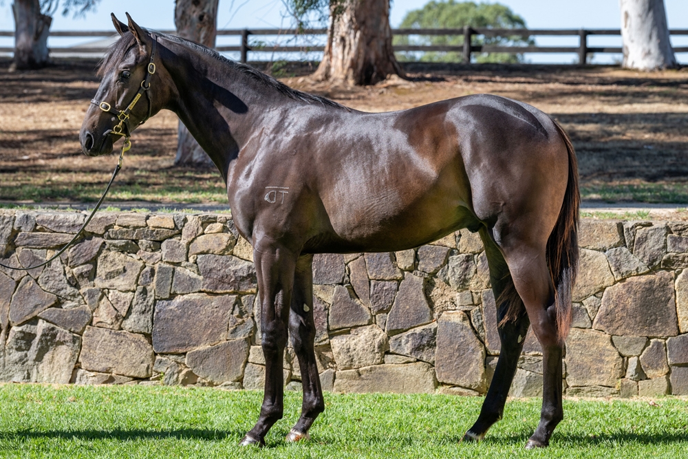 Maurice (JPN) / Let Me Sleep on It (AUS) 2024 Colt - Image 1