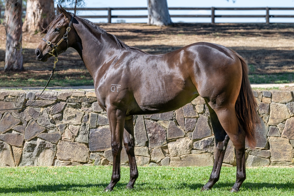 Daumier (AUS) / Dominant Lady (AUS) 2024 Filly - Image 1