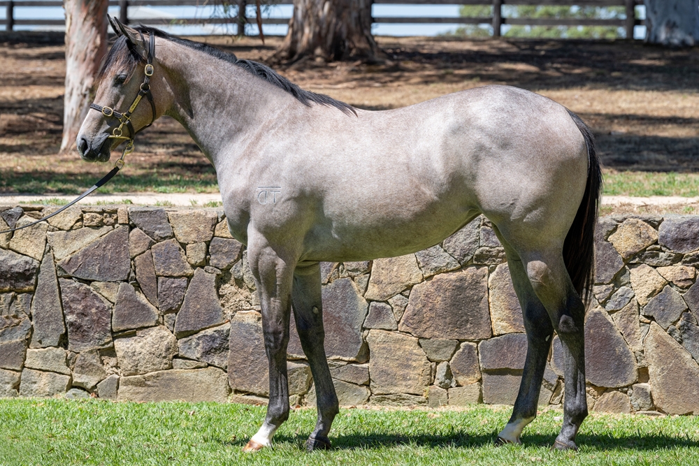 Peltzer (AUS) / Didnt Even Kiss Me (AUS) 2024 Filly - Image 1