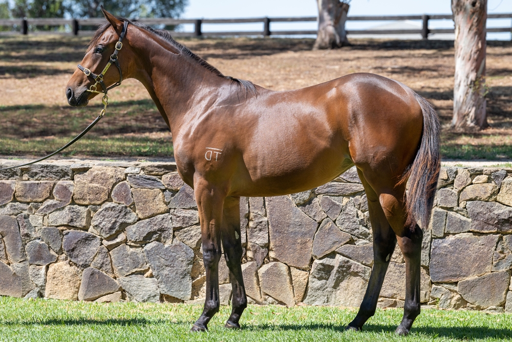 Too Darn Hot (GB) / Night Witches (AUS) 2024 Filly - Image 1