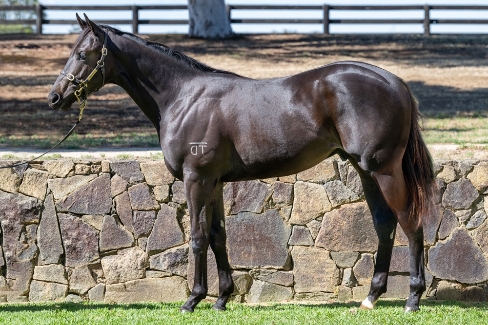 Daumier (AUS) / Toowoomba Tycoon (AUS) 2024 Colt - Image 1